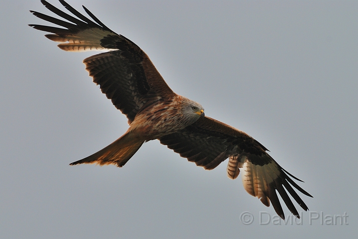 Red kite - G.jpg - Red kite in flight - Bedfordshire